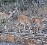 deer 5.jpg