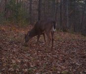 Nice buck!.jpg