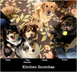 Kitchen Roombas.jpg
