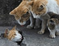 4KAT.jpg
