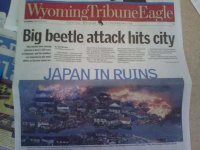 Big beetle.jpg