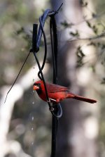 CardinalNorthernM1.jpg