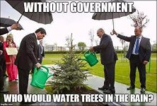 water-trees-in-rain.jpg