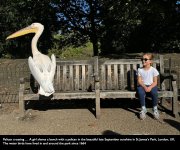 Pelican & girl.jpg