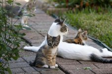 MommaKittyKittens1.jpg