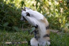 ScruffyKittyPlaysDeadWren.jpg