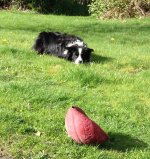 Scamp and the ball copy.JPG