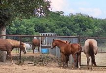 horses.jpg