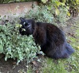Milo, stoned on catmint.jpg