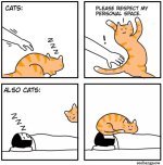 cat-personal-space.jpg