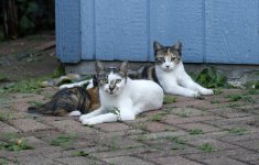 Cats3Generations.jpg