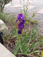 October-Iris-2024.jpg