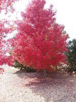 backyard-maple-Oct24.jpg