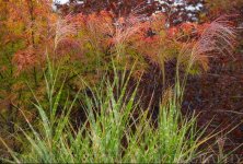 S garden colors.jpg