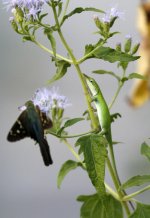 SkipperAnole2.jpg