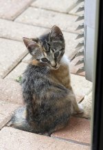 KittenA2ndGen.jpg