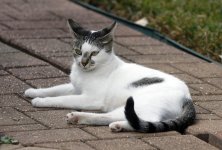 MommaKitty1.jpg