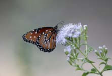 ButerflyQueen1.jpg