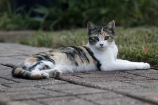 ScruffyKitty1.jpg