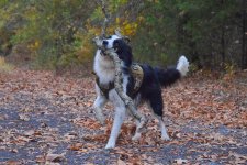 Copy of 2024-10-26 Daisy 06small.jpg