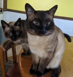 siamese.jpg