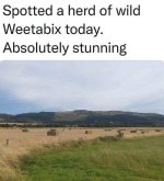 Wild Weetabix.jpg