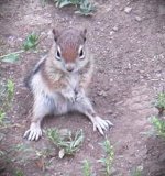 Baby GMG Squirrel.JPG