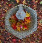 S fall garden pic.jpg