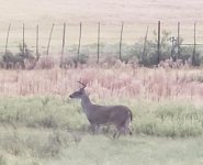 deer2.jpg