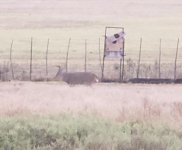 deer1.jpg