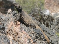 Chuckwalla03.jpg
