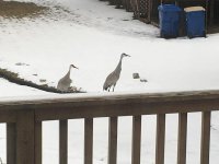 IMG_1529.jpg