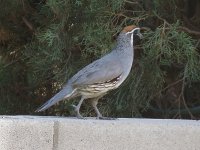 Quail04.jpg
