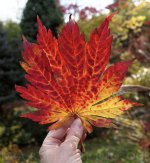 Rising Sun japonica.jpg