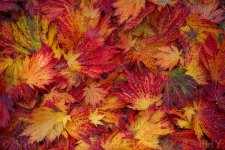 japonica leaves.jpg