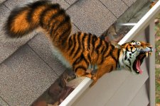 tiger-squirrel-460x307.jpg