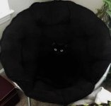 Black cat on black chair.JPG