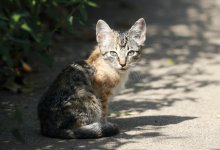 KittenA4.jpg
