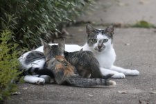 MommaKittyFeeding.jpg