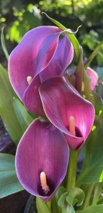 Sandra cala lilies.jpg