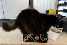Charlie in No-Fit box.jpg