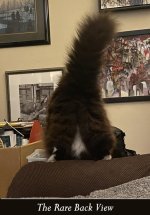 Charlie- The Rare Back View.jpg