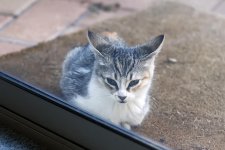 KittenB2.jpg