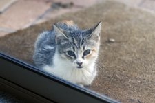 KittenB3.jpg