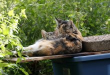 ScruffyKittenB2.jpg