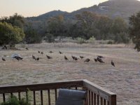 Turkeys out back.jpg