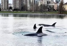 Orcas in Vancouver harbour.jpg