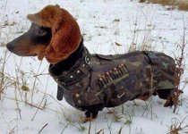 bullets the dog.jpg