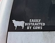 Distracted by cows.jpg