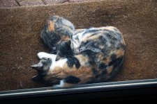ScruffyKittenBNapping.jpg